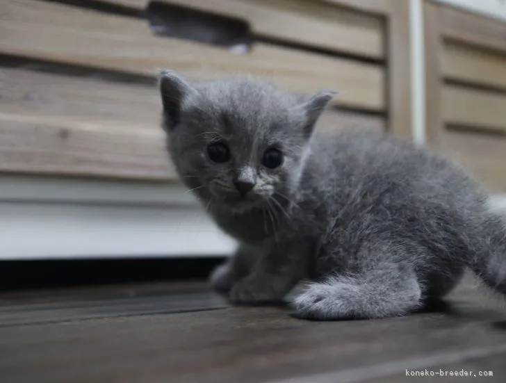 ID:1808-01473の子猫
