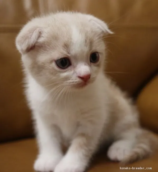 ID:1908-00798の子猫