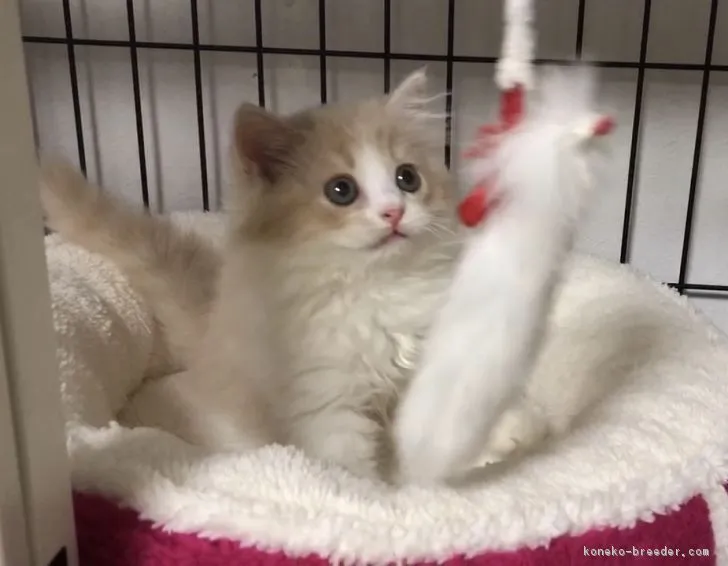 ID:1803-00783の子猫
