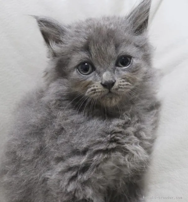 ID：2111-02095の子猫