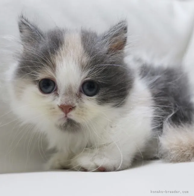 ID:2106-01307の子猫