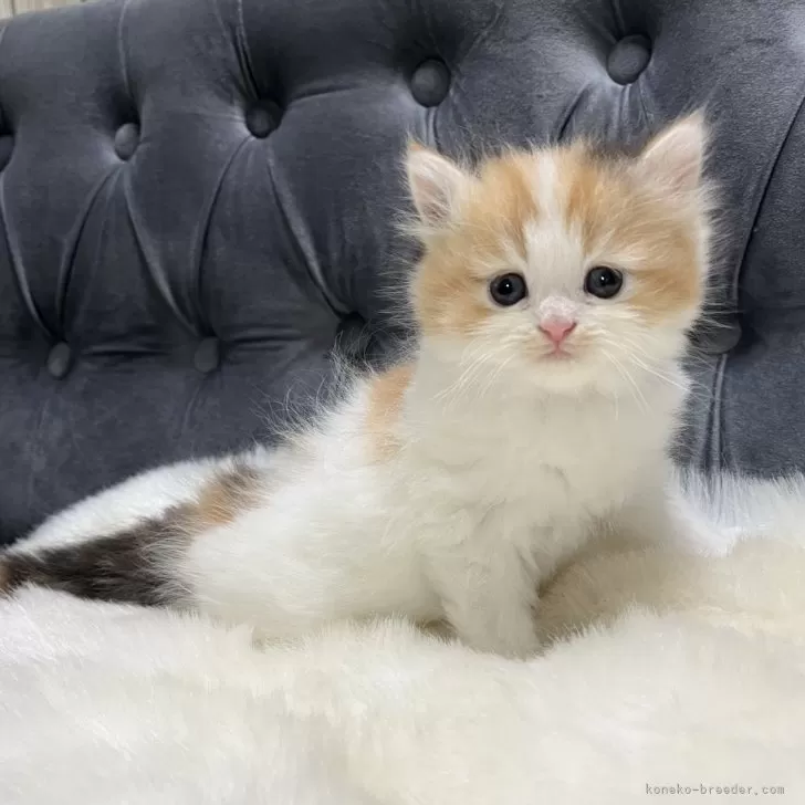 ID:2410-02139の子猫