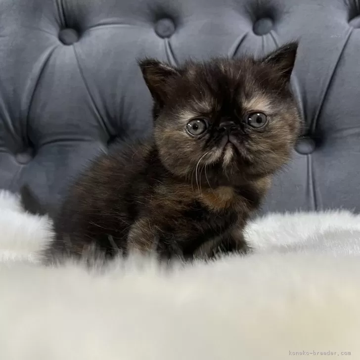 ケイチャン 様のお迎えした子猫