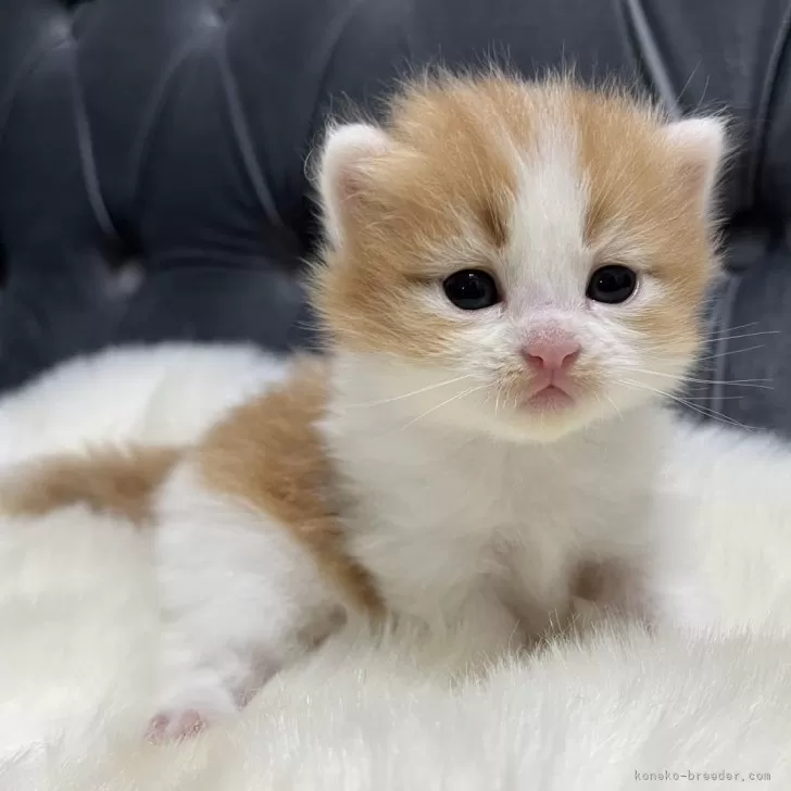 ID：2404-02404の子猫