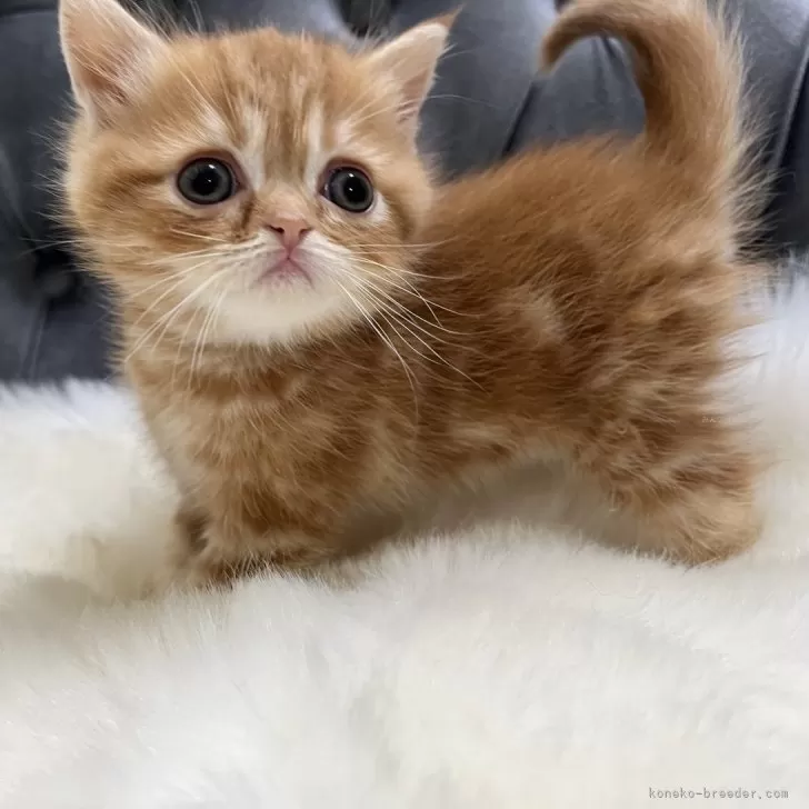 ID:2407-02288の子猫