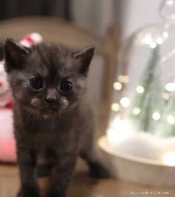 ID：1812-00711の子猫