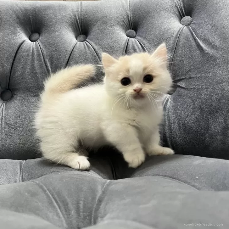 ID：2412-00261の子猫