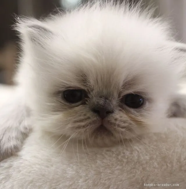 ID：2010-00147の子猫