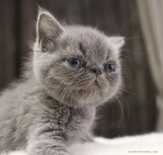 ID：2012-00219の子猫