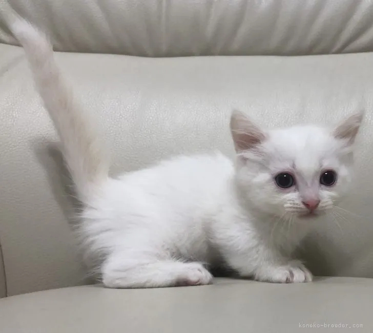 ID:2112-02072の子猫