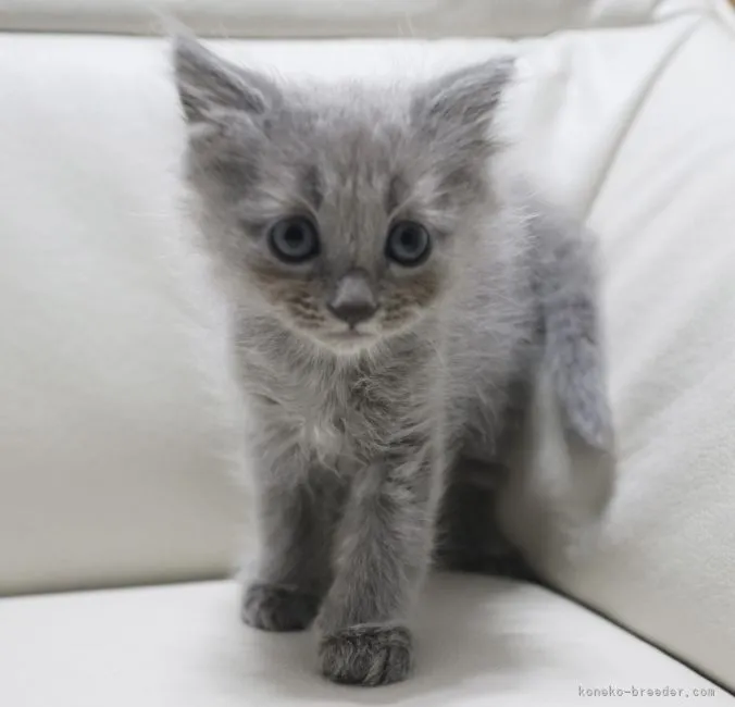 ID:2111-01658の子猫