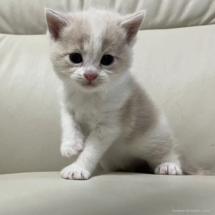 ID：2311-01526の子猫