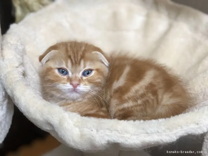 ID：1712-00829の子猫