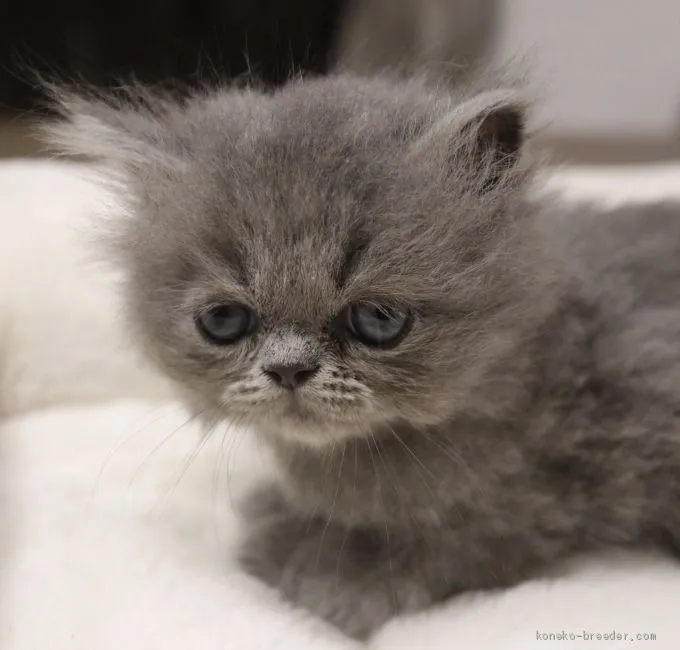 ID：2007-01116の子猫