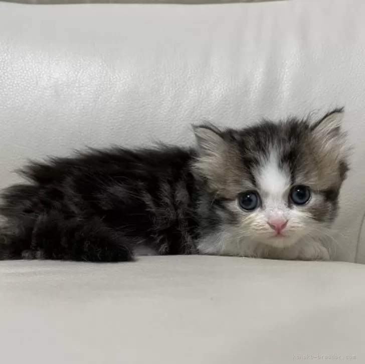 ID：2311-02540の子猫