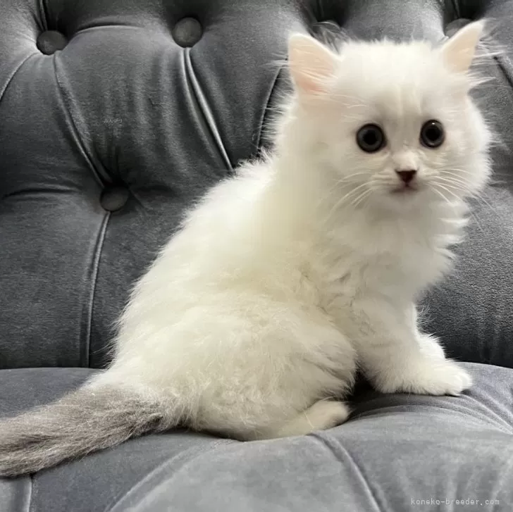 ID：2404-00684の子猫