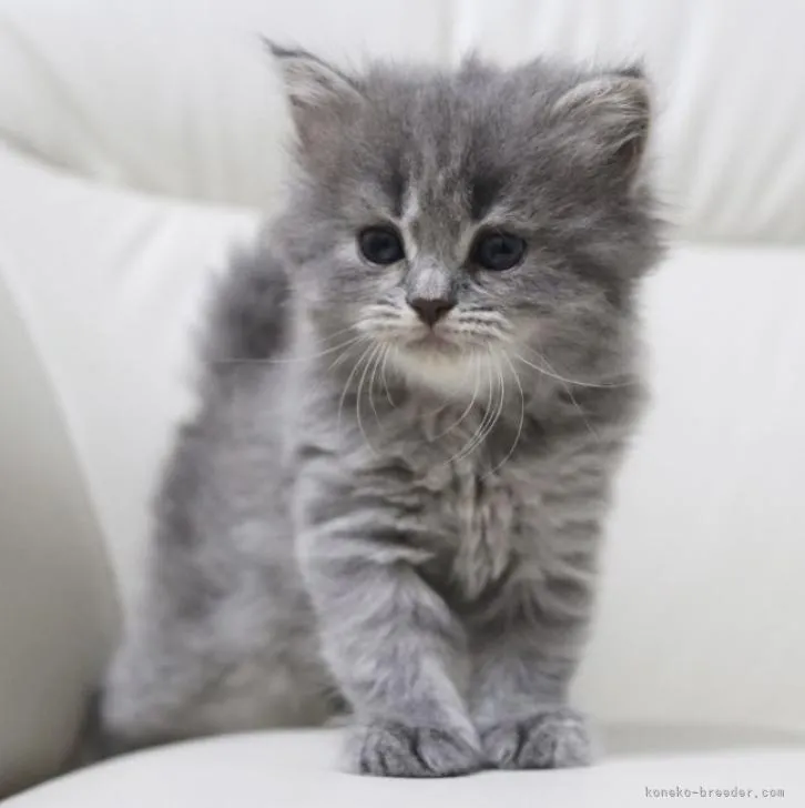 ID：2207-01536の子猫