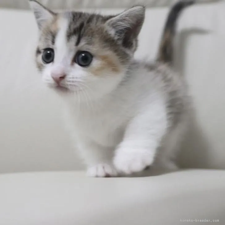 ID：2208-01402の子猫