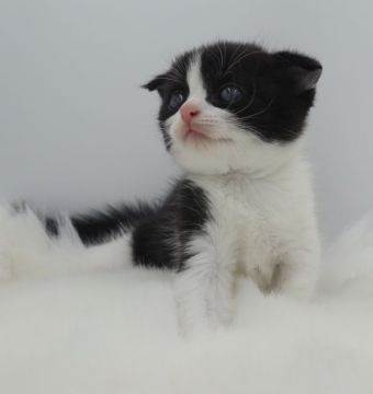 スコティッシュフォールド(折れ耳)【鹿児島県・男の子・2018年6月24日・ブラック&ホワイト】の写真「🌻サマーセール開催中！パパ猫ダブルチャンピオン！」