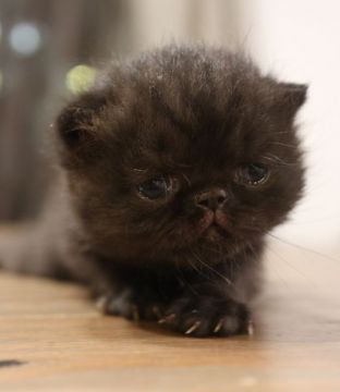 エキゾチックショートヘア【鹿児島県・女の子・2019年9月22日・ブラック】の写真「💕激カワ黒猫の女の子😊💕」