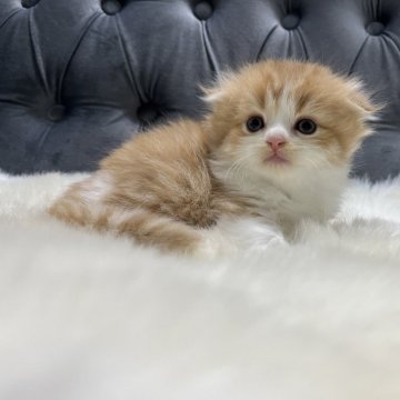 スコティッシュフォールド(折れ耳)【鹿児島県・男の子・2024年10月11日・レッド&ホワイト】の写真「💞スペシャルな男の子🥰」