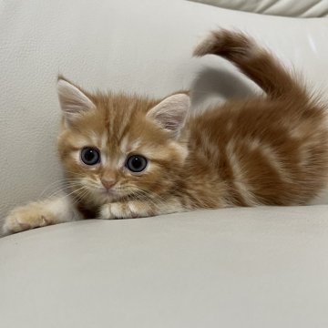 スコティッシュフォールド(立ち耳)【鹿児島県・男の子・2024年1月17日・レッドタビー】の写真「💕両親共遺伝子検査クリア😍💕カード払い👌」