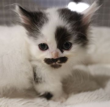 ミヌエット【鹿児島県・男の子・2020年3月9日・ブラック&ホワイト】の写真「💕可愛い短足の男の子😆💕」