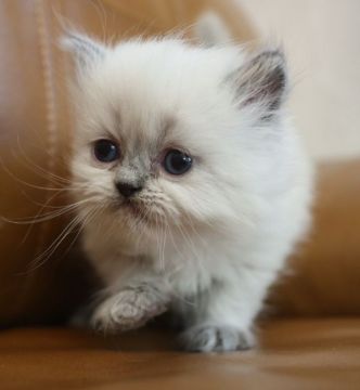 ヒマラヤン【鹿児島県・男の子・2019年2月22日・ブルーポイント】の写真「💕ふわふわな毛並みがとても上品な男の子😆💕」