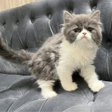 ミヌエット(長足)【鹿児島県・男の子・2024年3月10日・ブルー&ホワイト】の写真「💕甘えん坊、遊び好きな男の子💕」