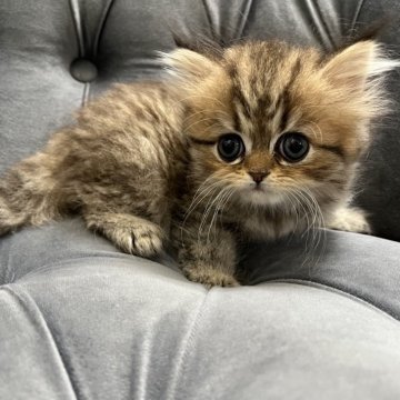 スコティッシュフォールド(立ち耳)【鹿児島県・女の子・2024年4月11日・ブラウンタビー】の写真「💕両親共遺伝子検査クリア😍💕カード払い👌」