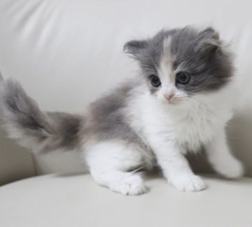 ミヌエット【鹿児島県・女の子・2022年4月19日・ダイリュートキャリコ（セミロング）】の写真「💕可愛い女の子😍💕🎶両親遺伝子検査クリア」