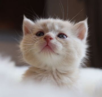 スコティッシュフォールド(立ち耳)【鹿児島県・男の子・2018年11月2日・クリームタビー】の写真「パパ猫Wチャンピオン‼️綺麗なクリーム色の男の子😍」