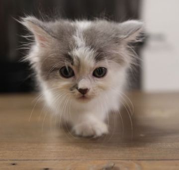 ミヌエット【鹿児島県・男の子・2018年8月18日・ブルー&ホワイト（ロング）】の写真「癒し系の甘えん坊君😽」