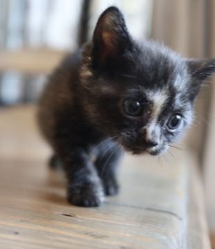 スコティッシュフォールド(立ち耳)【鹿児島県・女の子・2018年11月23日・トーティ】の写真「オンリーワンの可愛さ💕個性的な女の子😘」