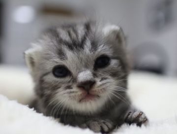 スコティッシュフォールド(立ち耳)【鹿児島県・女の子・2018年11月23日・シルバータビー】の写真「シルバータビーがとても綺麗な女の子😻」