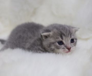 スコティッシュフォールド(折れ耳)【鹿児島県・女の子・2018年11月2日・ブルータビー】の写真「パパ猫Wチャンピオン人気ブルー女の子早い者勝ち😍」