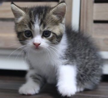 スコティッシュフォールド(立ち耳)【鹿児島県・男の子・2018年7月24日・ブラウンタビー&ホワイト】の写真「パパ猫Wチャンピオン優しいお顔の男の子😊」