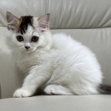 ミヌエット(長足)【鹿児島県・女の子・2023年12月25日・キャリコ】の写真「💕可愛い女の子😍💕カード払い👌」