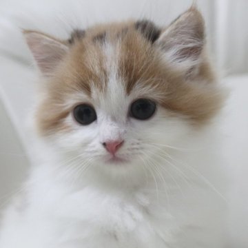 ミヌエット(短足)【鹿児島県・女の子・2023年8月18日・キャリコ】の写真「💕激カワちゃん😊両親遺伝子検査クリア🎶」