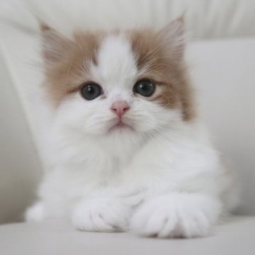 スコティッシュフォールド(立ち耳)【鹿児島県・男の子・2023年6月18日・レッド&ホワイト】の写真「💕両親共遺伝子検査クリア😍💕」