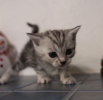 スコティッシュフォールド(立ち耳)【鹿児島県・女の子・2018年11月23日・シルバーパッチドタビー】の写真「シルバーパッチドタビーがとても綺麗な女の子😍」