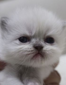 ヒマラヤン【鹿児島県・女の子・2020年9月13日・ブルーポイント（ロング）】の写真「💕とっても可愛い女の子😊💕」