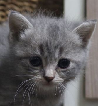 スコティッシュフォールド(立ち耳)【鹿児島県・女の子・2018年7月31日・ブルークリーム】の写真「大人気色😽ブルーの女の子😊」