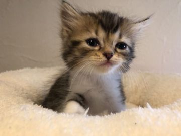 ミヌエット【鹿児島県・女の子・2018年8月18日・ブラウンタビー&ホワイト（ロング）】の写真「😻お顔がとってもキュートな女の子♪(長足)」