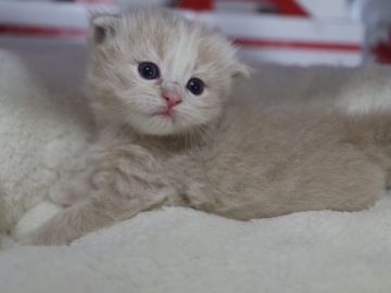 スコティッシュフォールド(折れ耳)【鹿児島県・男の子・2018年3月12日・クリームタビー】の写真「父猫 ダブルチャンピオンの優秀な血統！」