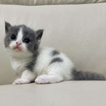 マンチカン(長足)【鹿児島県・女の子・2023年10月26日・ブルー&ホワイト】の写真「💕人気ハチワレの可愛い女の子😊💕🎶🎶」