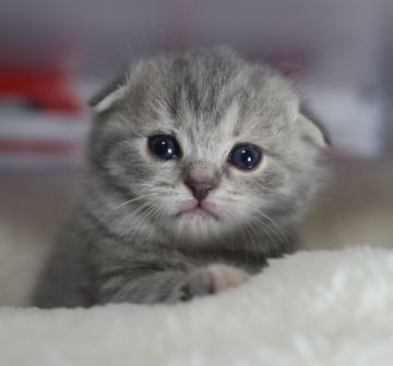 スコティッシュフォールド(折れ耳)【鹿児島県・女の子・2018年3月12日・ブルークリーム】の写真「父猫 ダブルチャンピオンの優秀な血統！」