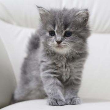 スコティッシュフォールド(立ち耳)【鹿児島県・女の子・2022年6月19日・ブルークリーム】の写真「💕パパ猫チャンピオン🎶見学当日連れて帰れます🎶」