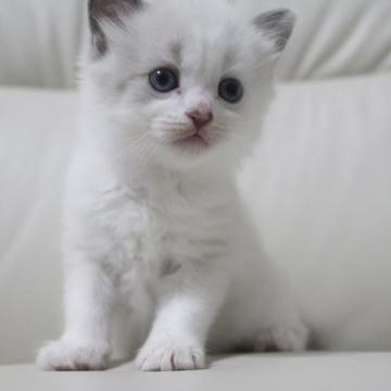 マンチカン(長足)【鹿児島県・男の子・2022年9月5日・ブルーポイント】の写真「💕可愛いお顔した珍しいカラーの長足くん🎶☺️」