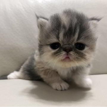 エキゾチックショートヘア【鹿児島県・女の子・2022年7月20日・ダイリュートキャリコ（ロング）】の写真「💕可愛子ちゃん😆」